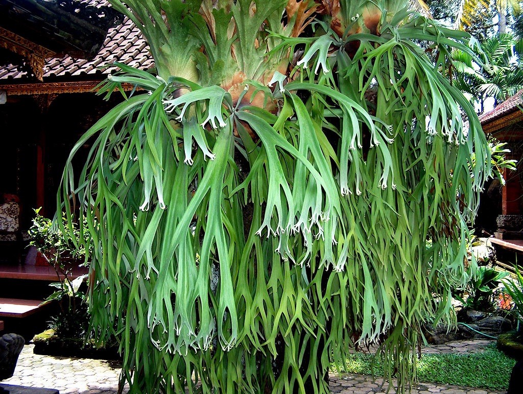 Platycerium Staghorn Fern Bali