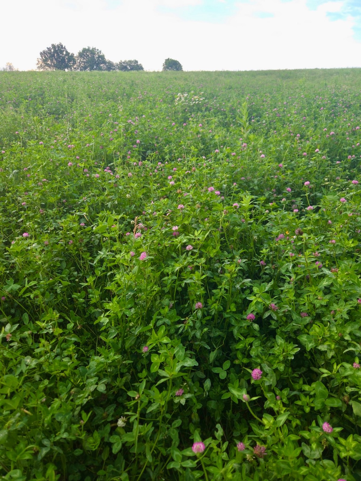 Q Clover Medium Red Clover | 2-4D Resistant Non-GMO Seed for Food Plots 1/2 ac