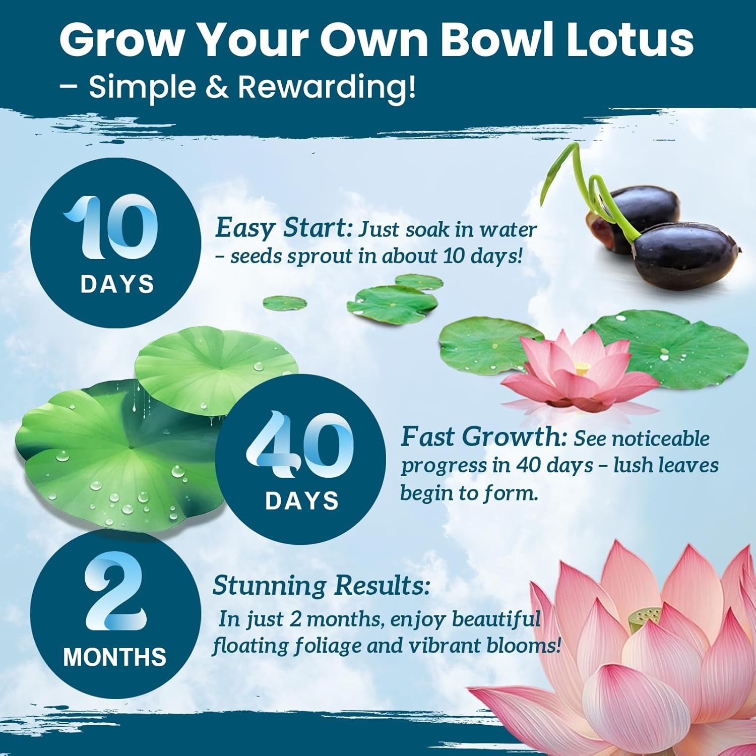Lotus Seeds for Planting in Water | 30 PCS Mixed Color Bowl Lotus Seeds for Indo