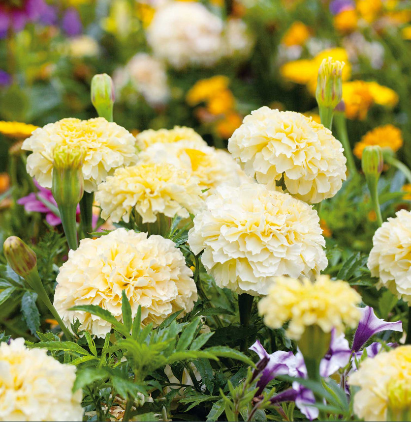 African Marigold MOONLIGHT YELLOW Dwarf 18-24″ Beneficial USA Non-GMO 100 Seeds