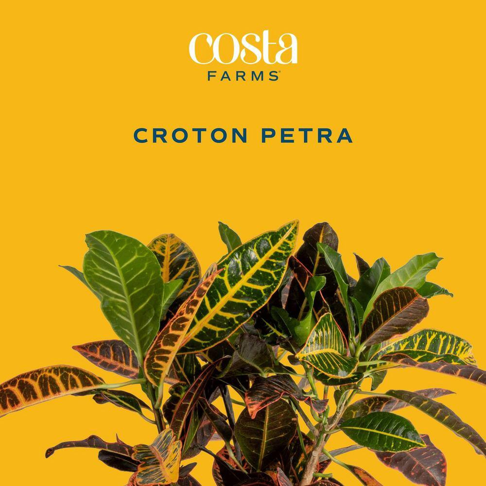 Croton Petra Indoor Plant in 8.75 Decor Planter, Avg. Shipping Height 2-3 Ft. Ta