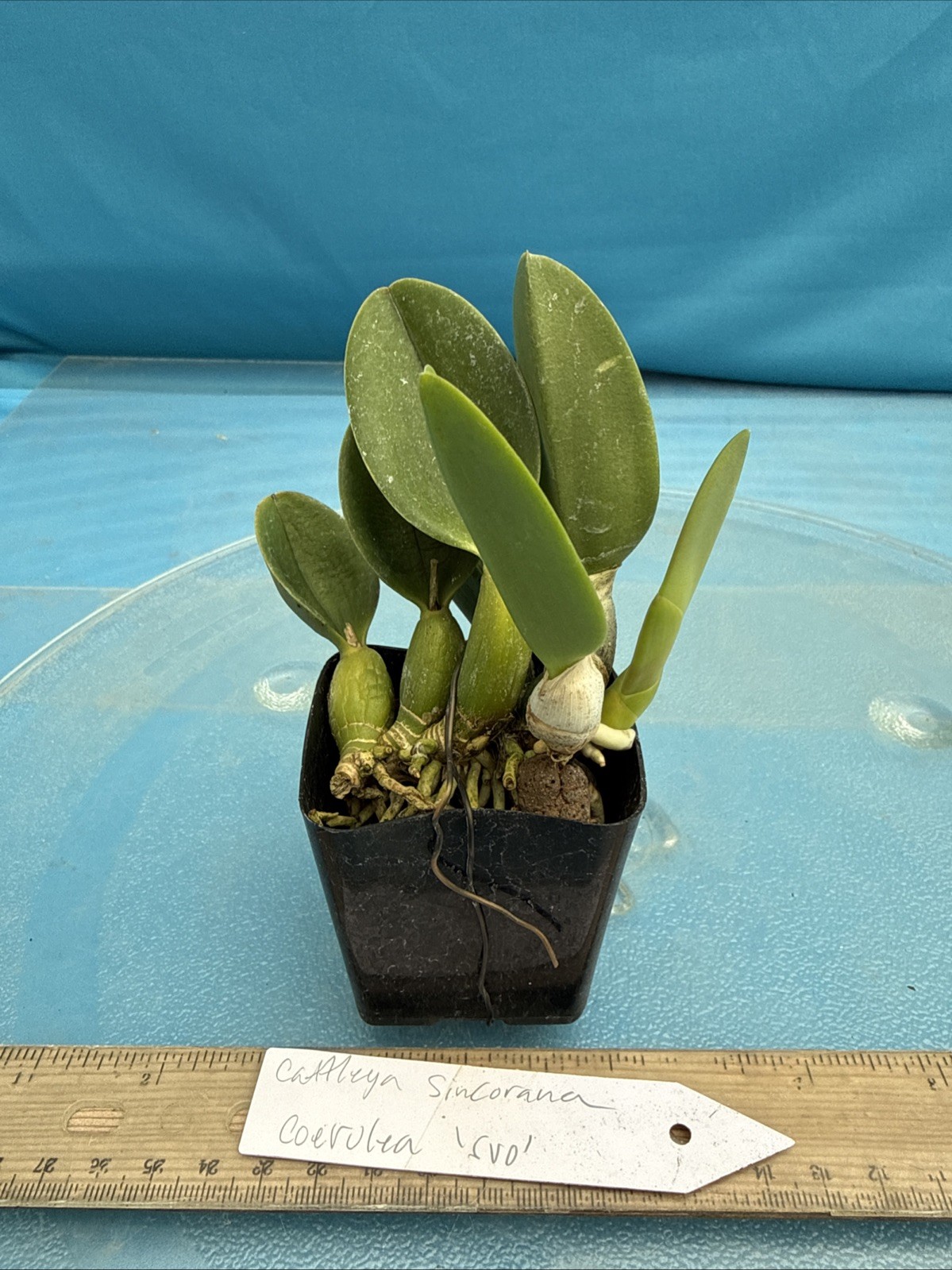 Cattleya sincorana Coerulea ‘SVO’ EXACT BS Orchid Species 2” Pot
