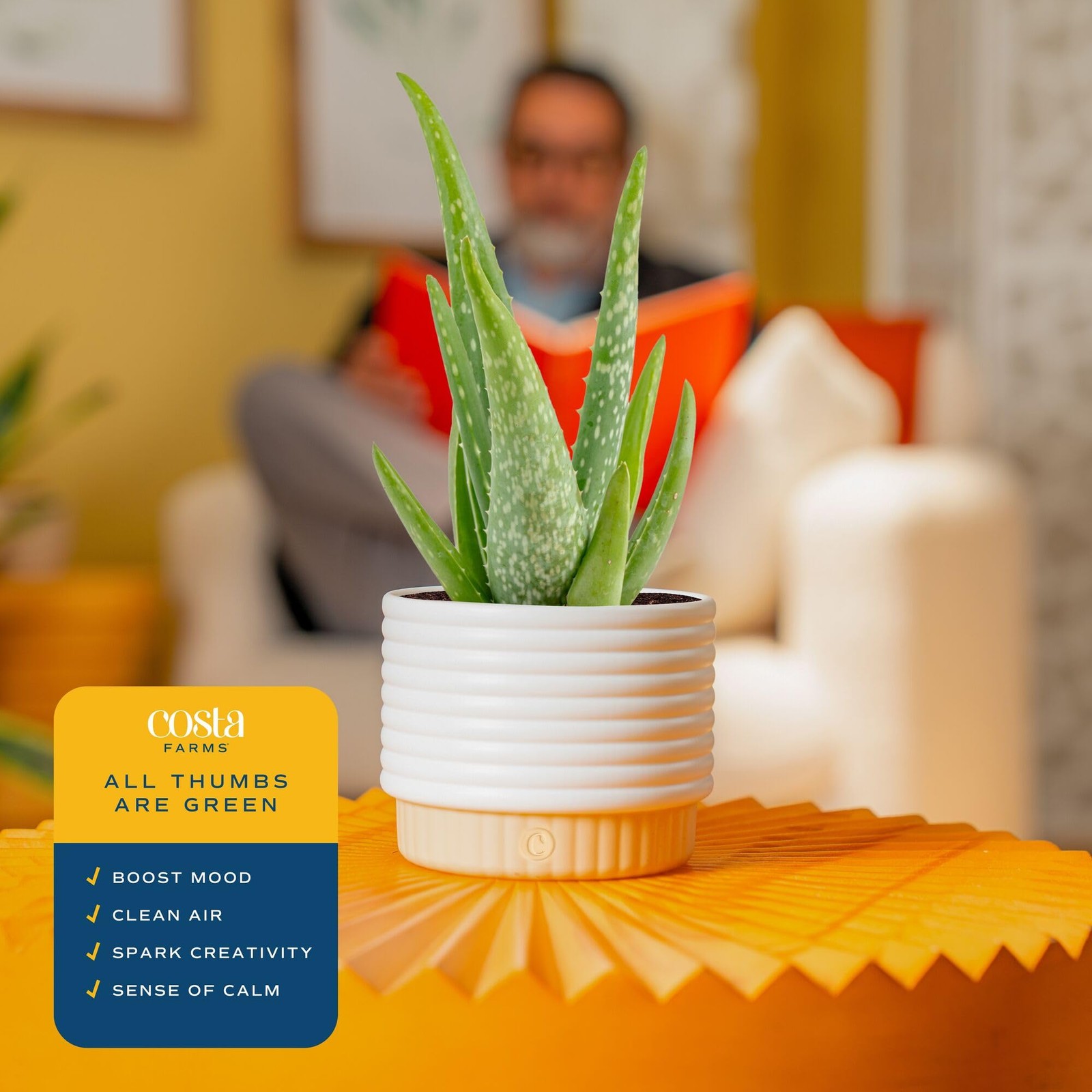 Aloe Vera Live Plant in Decorative Pot, Easy to Maintain, Air Purifying Succu…