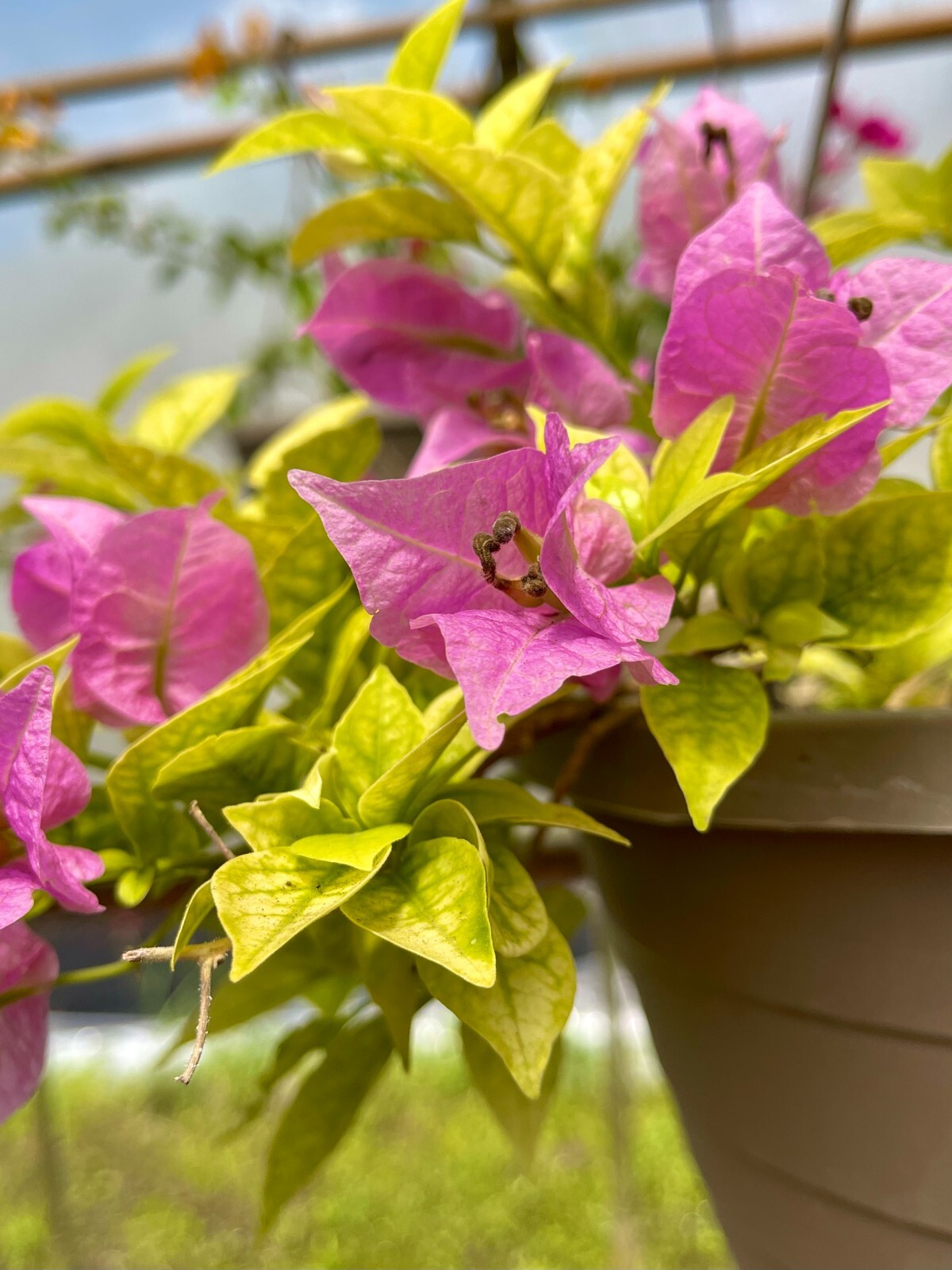 30″ HIGH Live Plant Bougainvillea Vine Assorted Colors 12″ Pot w/ Trellis NO CA