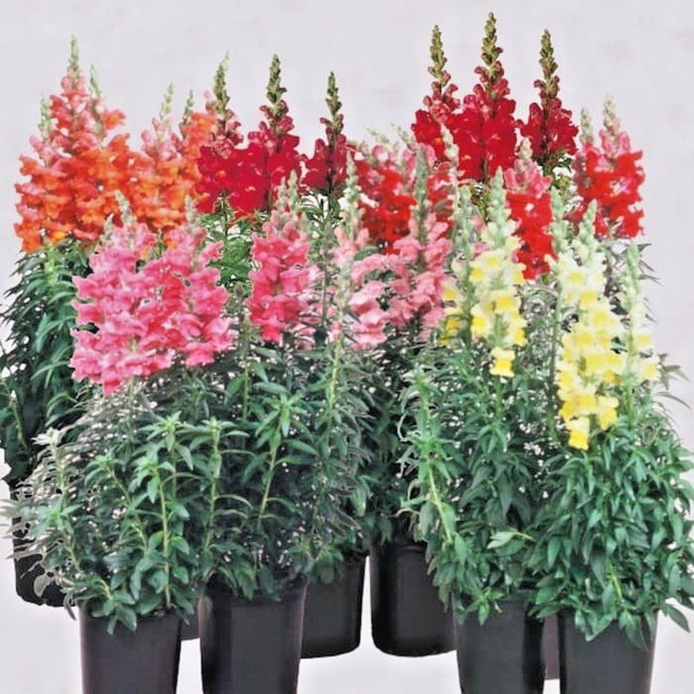2000+SNAPDRAGON TETRA MIX Flower Seeds Spring Fall Garden Patio Container Easy