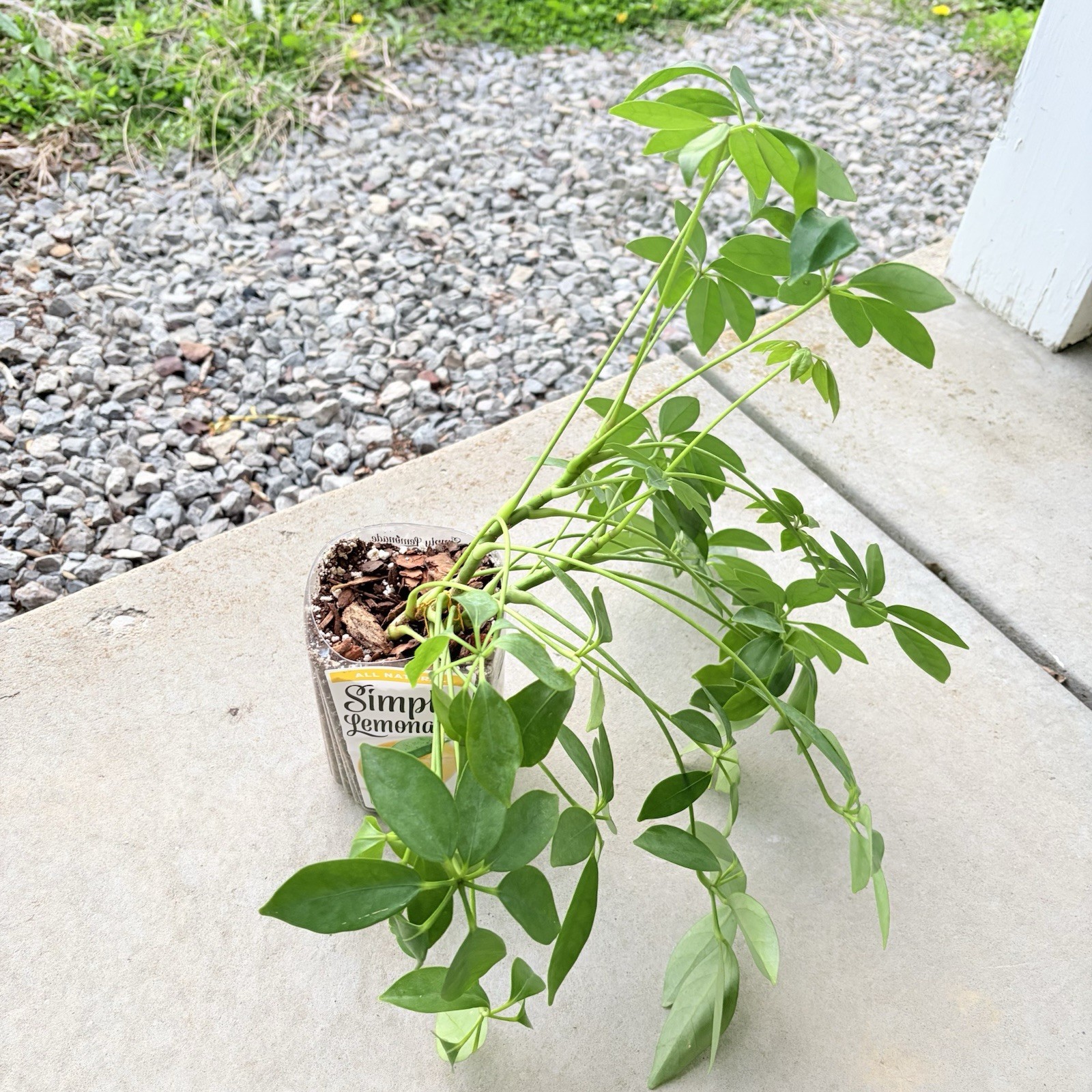 Umbrella Tree Plant Indoor House Plant Established Roots In Pot