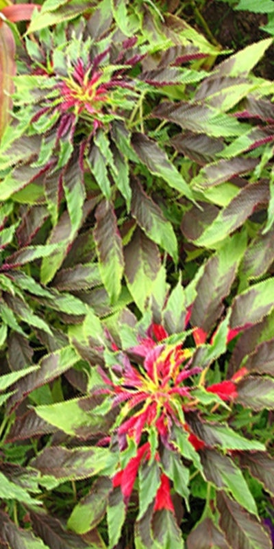 1000+ ASIAN LEAFY MIX SEEDS AUTUMN MICROGREENS SALAD HEIRLOOM NON-GMO TASTY USA