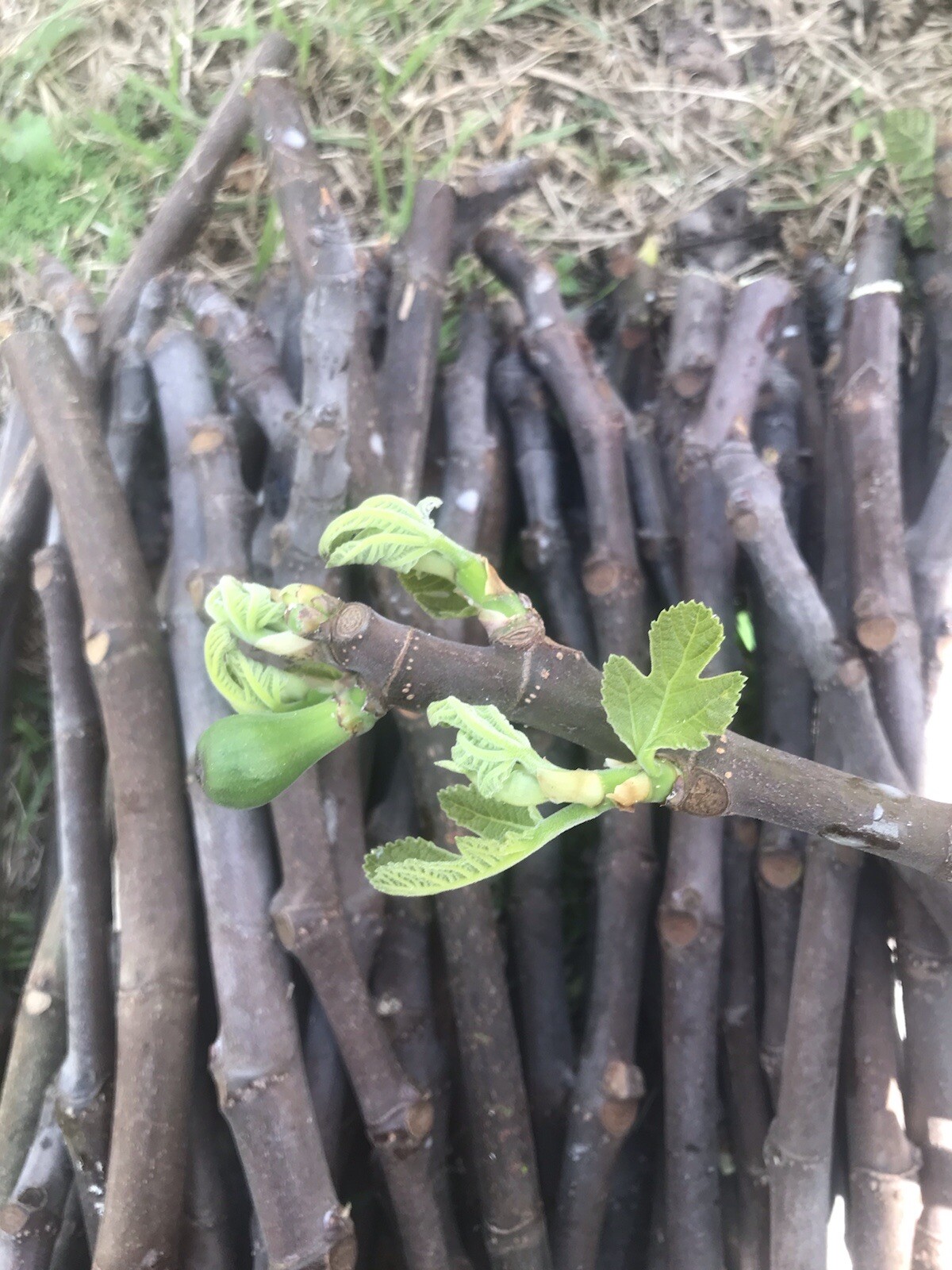 6 cuttings Fig tree stems unrooted delicious sweet fruit organic propagation.