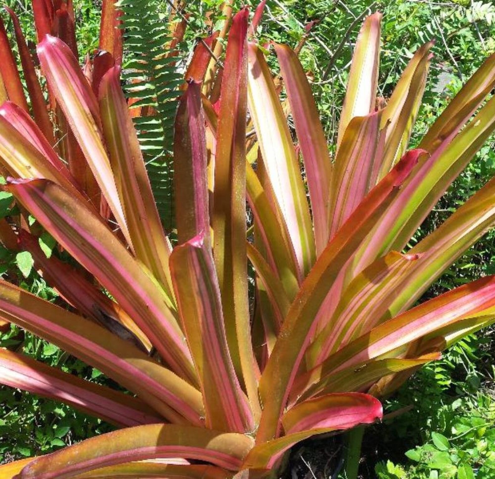 BUY 4 SAVE 15% BROMELIAD Aechmea PINK PANTIES Offset – Variegated Blanchetiana