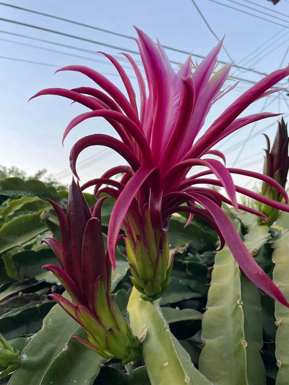 3 Asunta5 DRAGON FRUIT CUTTING 8-12 Inches Check Description