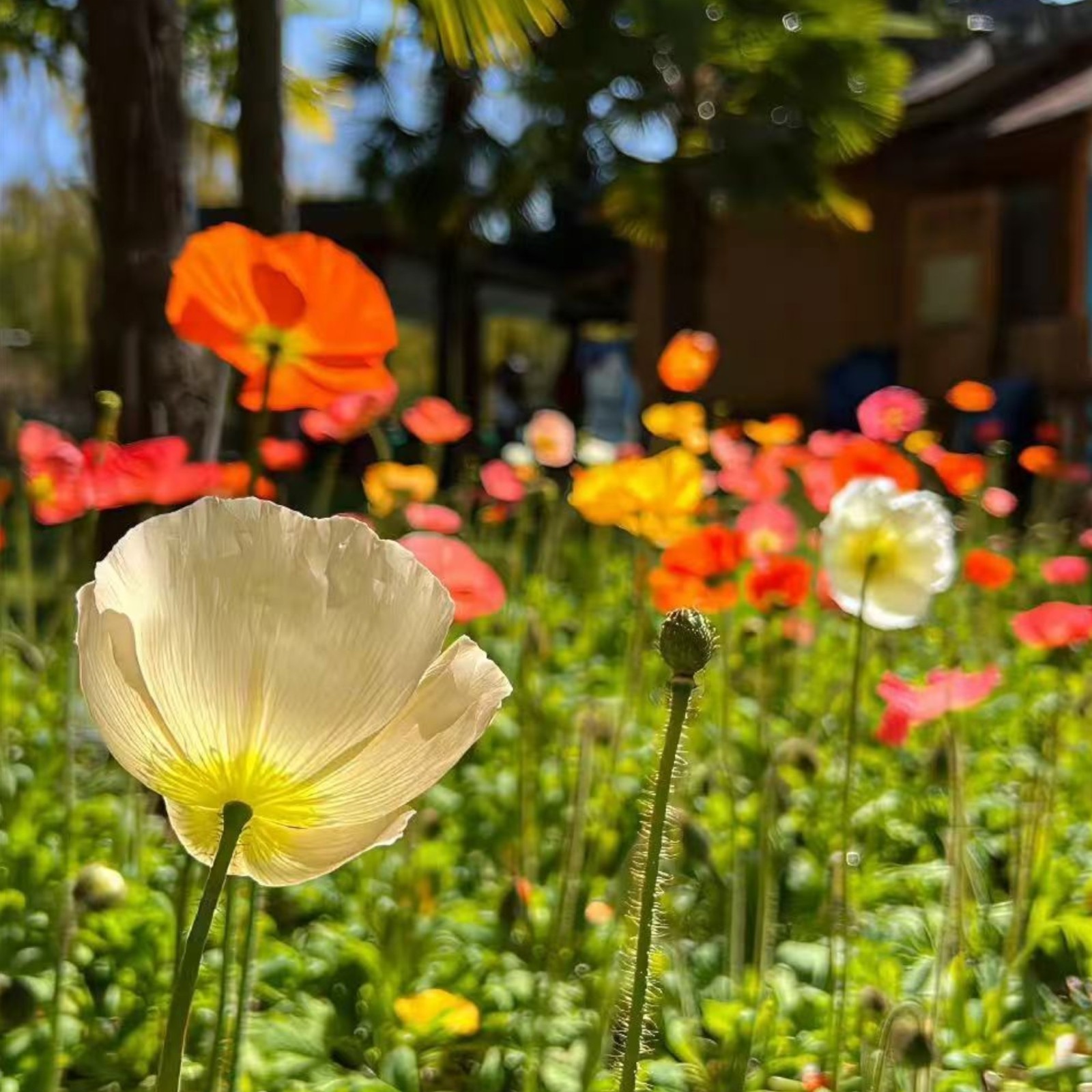 1000 Iceland Poppy Seeds – Papaver nudicaule Mixed Colors Flower for Zones 2–8