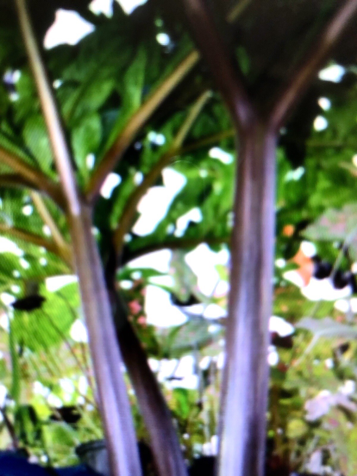 AMORPHOPHALLUS KONJAC ‘Nightstick’ 1 Dormant Bulb (Voodoo Lily) Arisaema