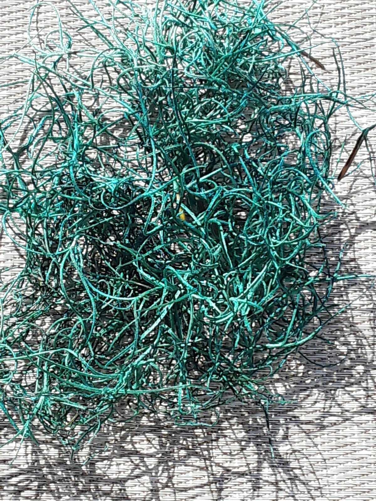 1 Gallon Bag Real Fresh Live BLUE Spanish Moss for Craft Basket. Garden Craft