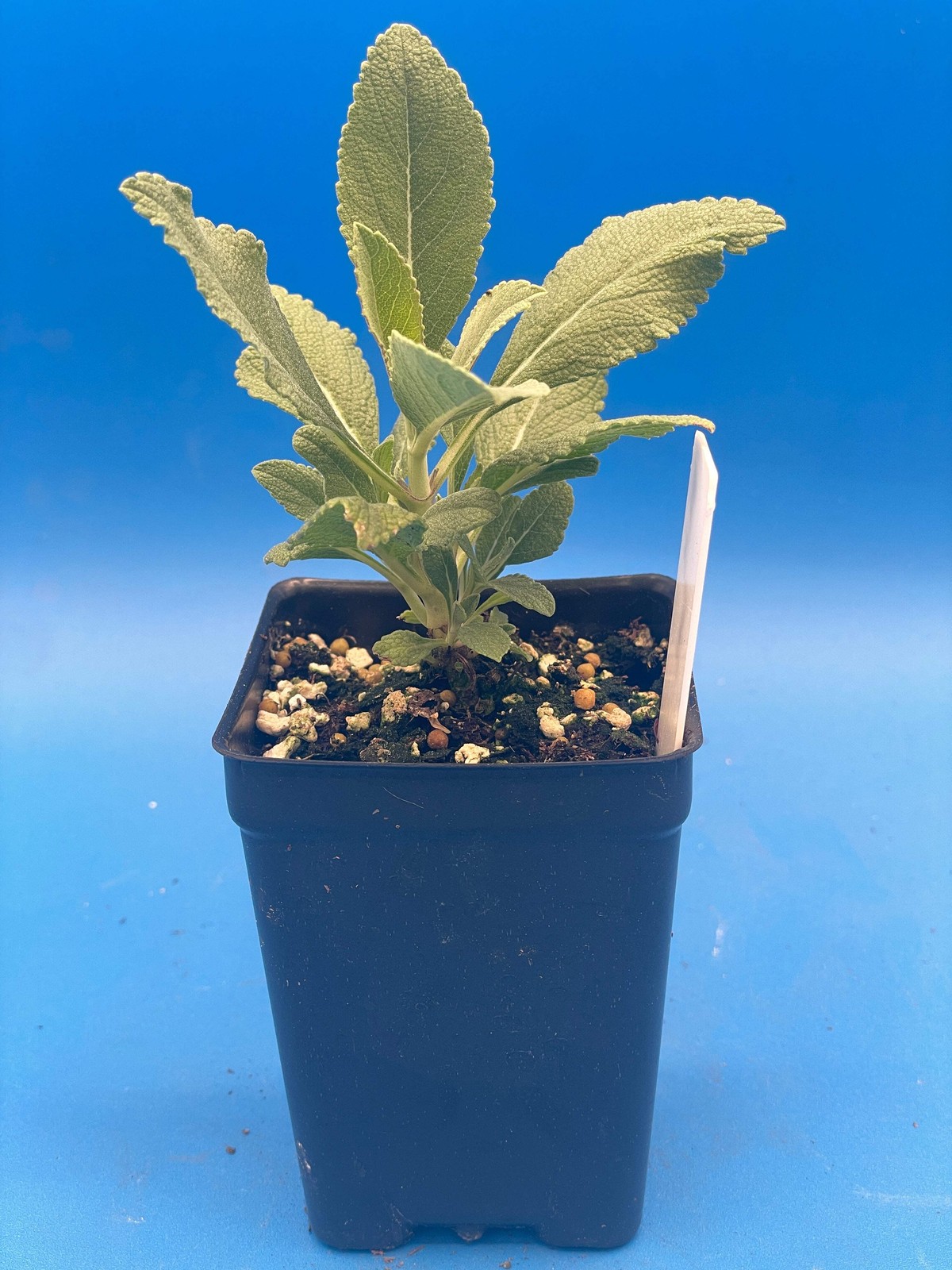 Sage, White – Salvia Apiana – 3″ Starter Pot – Roll Your Own Smudge Sticks!