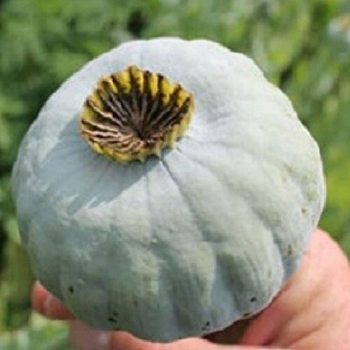 5,000 The Giant Rattler P Somniferum Giganteum Poppy Seeds Huge Flowers, Po ds