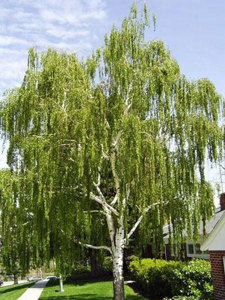 150 Cutleaf Weeping Birch Tree Seeds~Betula Pendula Laciniata~Botanical Gardens