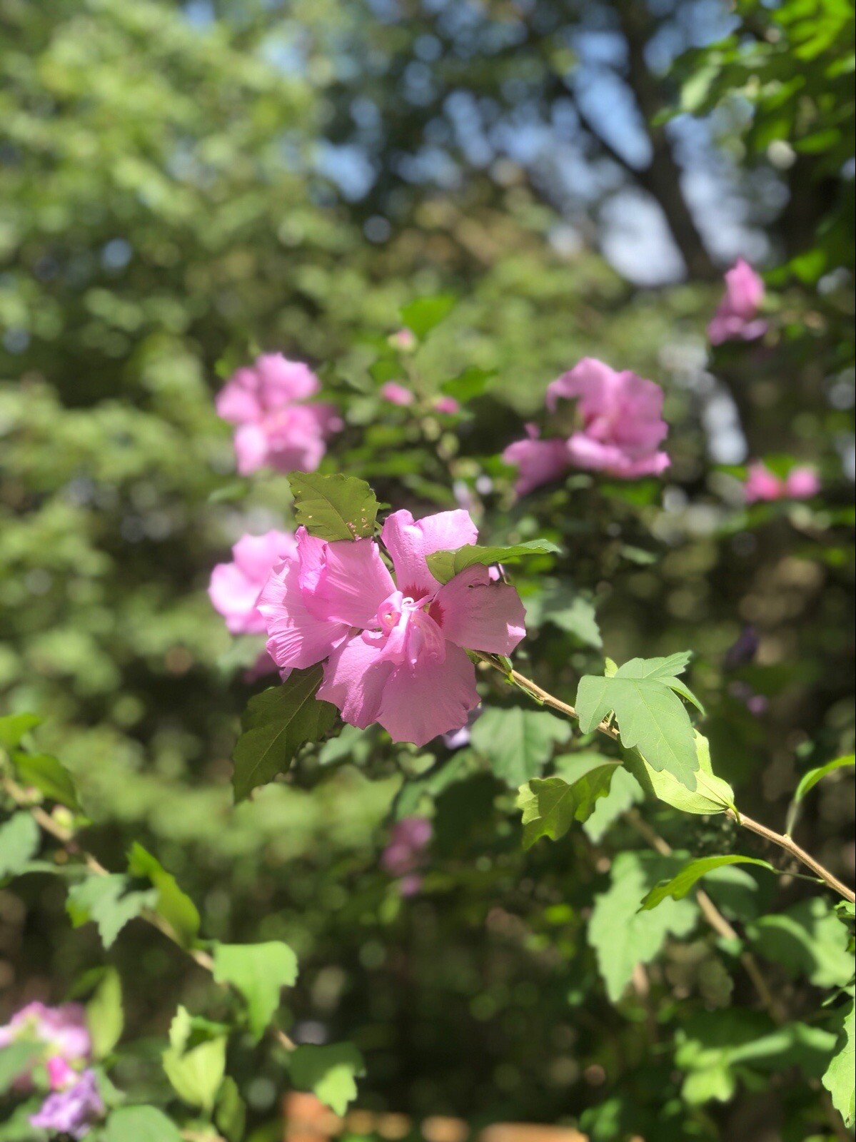 (2) Hardy Hybiscus Rose of Sharon live starter plants. Zones 5-9