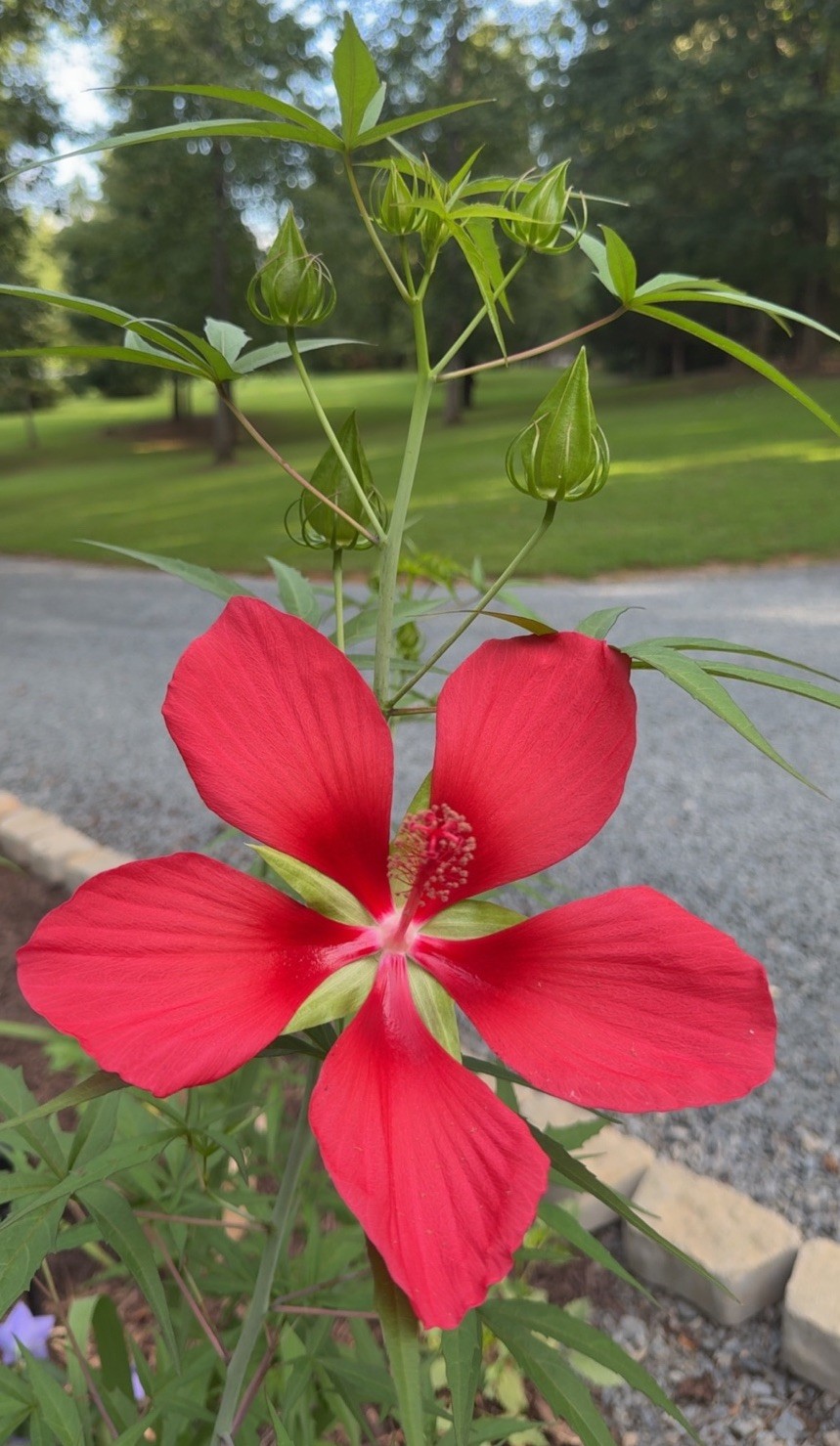 Texas Star Scarlet Red Rose Mallow Hardy Hibiscus Coccineus Native 15 SEEDS