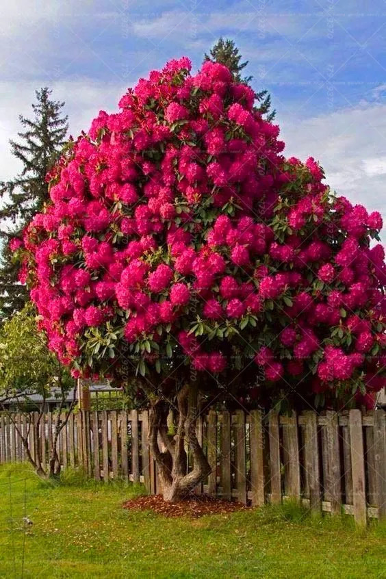 20 SEEDS for RED Pink CHERRY TREE rare blossom flower exotic USA Seller