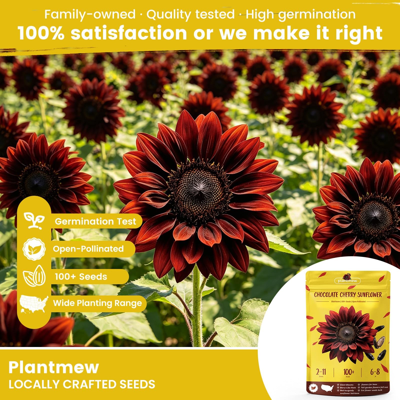 Chocolate Cherry Sunflower Seeds for Planting | Rare Burgundy Black Blooms, 6…