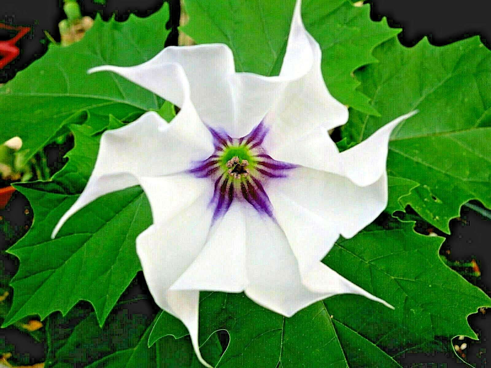 Datura Stramonium Jamestown Strain JimsonWeed ThornApple ~40 Refrigerated Seeds