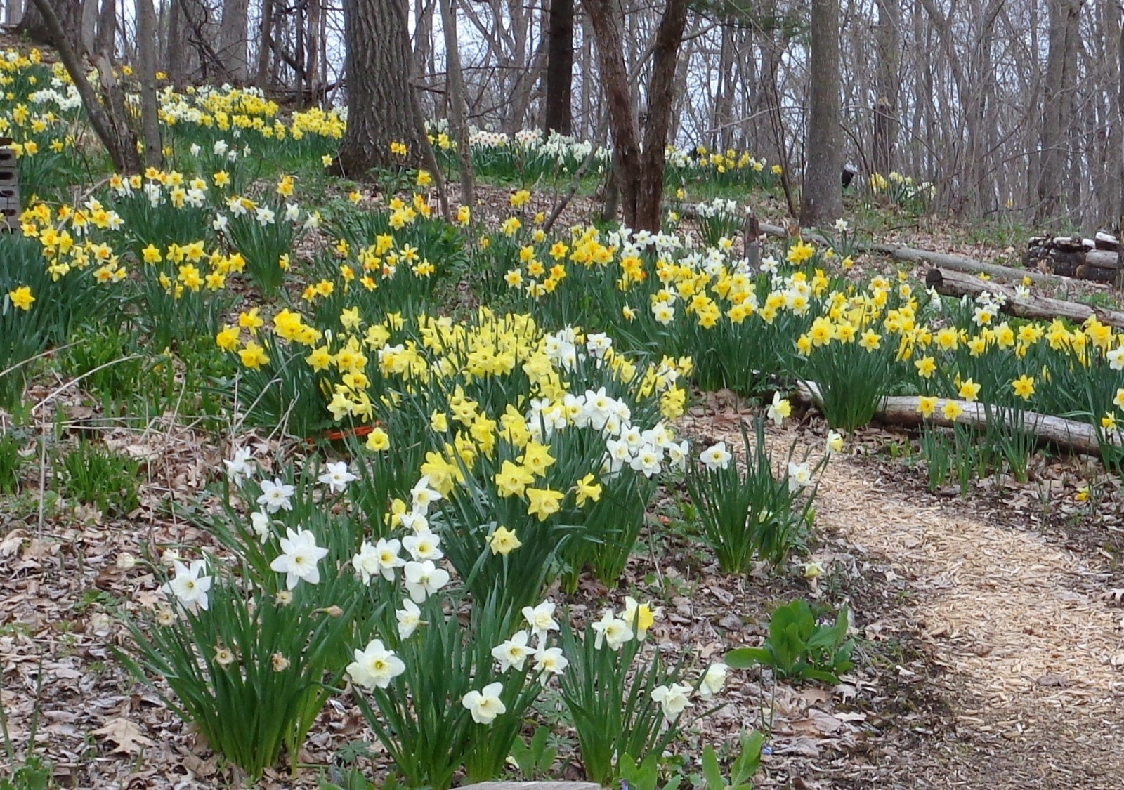 100 fresh DAFFODIL SEEDS Narcissus Jonquils PLANT IN SUMMER / FALL *PlsREAD*