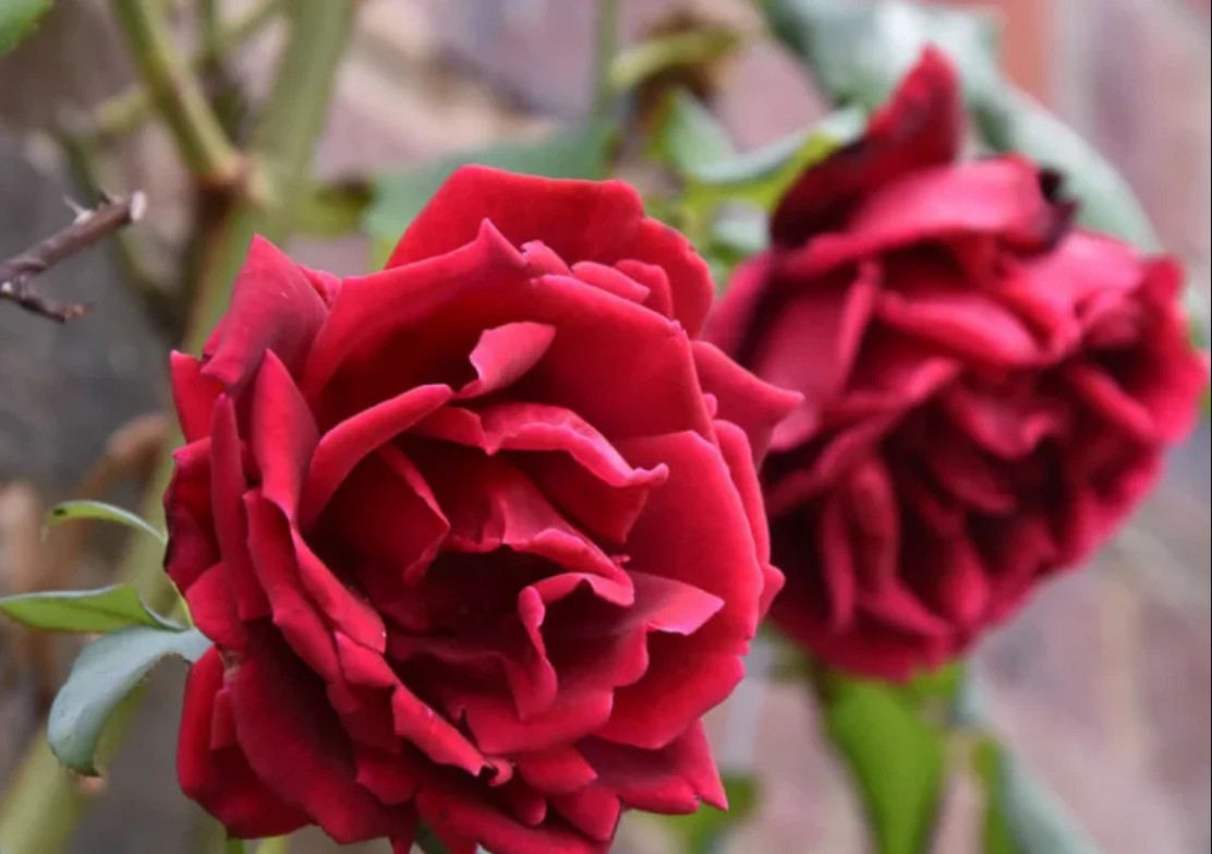 Crimson Glory Dark Velvety Red Climbing Rose Live Starter Plant 4-6″Tall No Pot