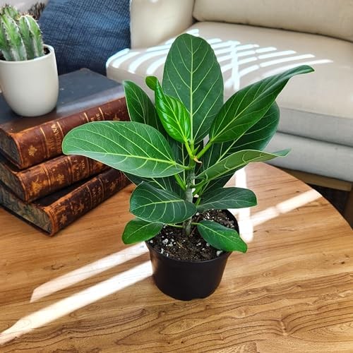 Ficus Audrey Tree (16″ Tall) in 6″ Pot – Easy Care, Air Purifying