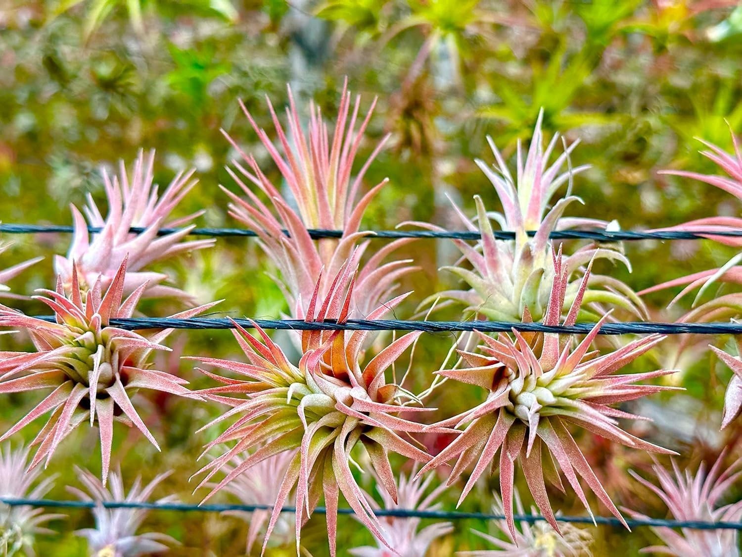 Air Plants – 5-Pack Tillandsia Ionantha, 1-3” Tall, Organic & Pet Friendly