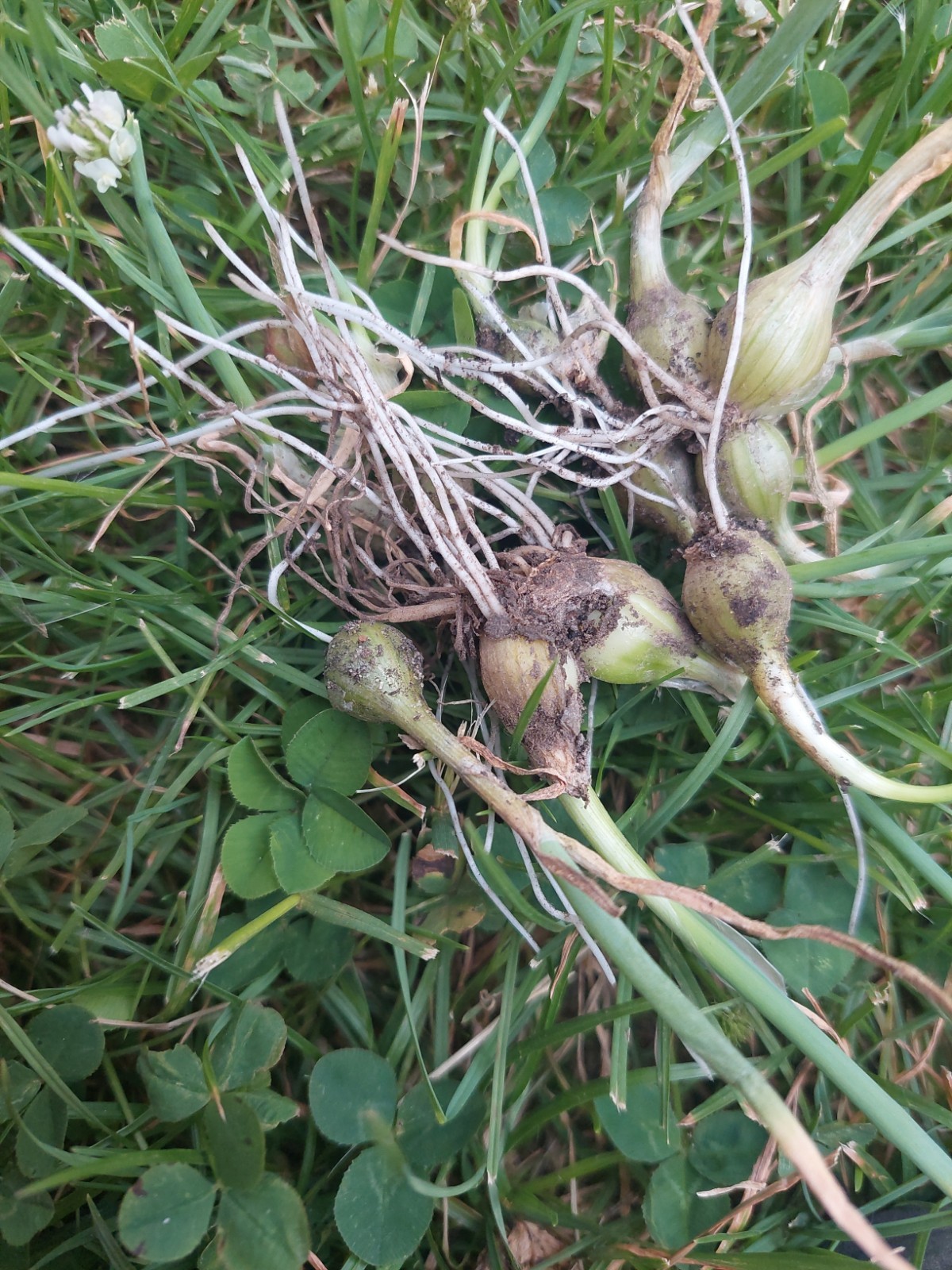 25 Egyptian walking onion Topsets Bulbs
