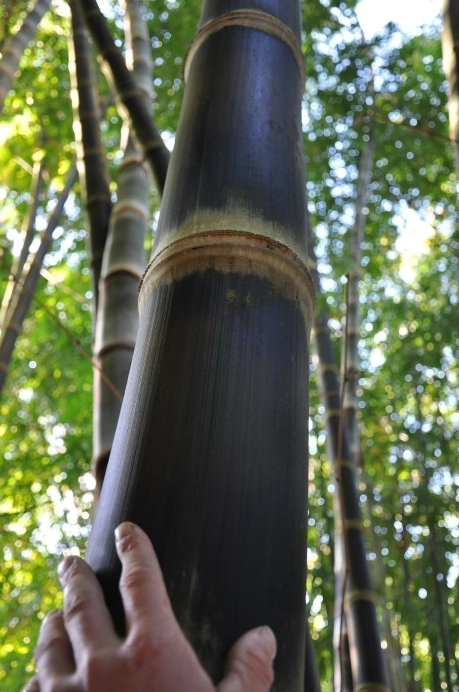 Dendrocalamus Asper Hitam Black Bamboo | Live Plants | Exotic Tropical Decor…