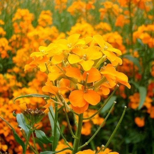Wildflower Mix BURST OF BLOOM Butterflies Bees 20 Species USA Non-GMO 500+ Seeds