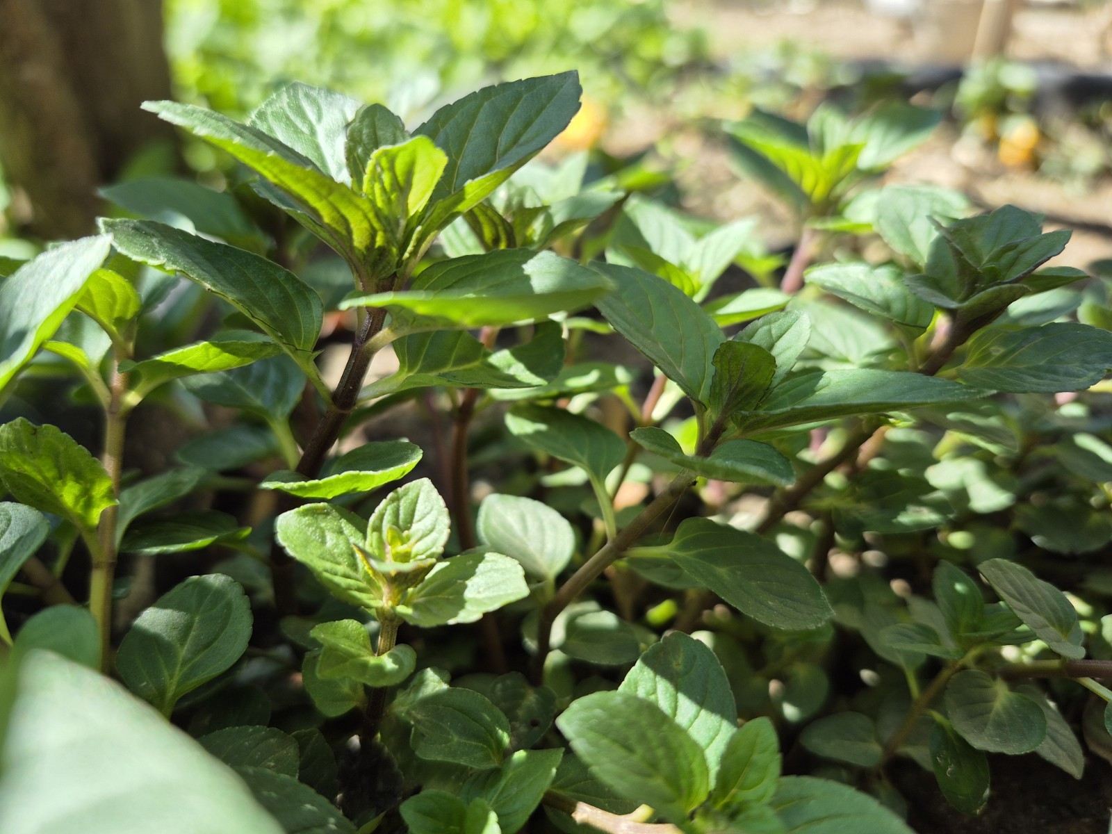 FIVE Chocolate Mint Plants (4-6″) – Mentha Fragrant Perennial Herb