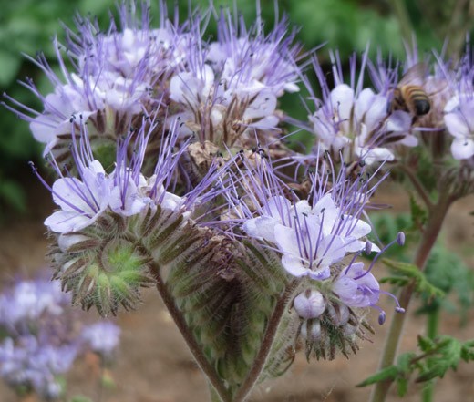 LACY PHACELIA Phacelia Tanacetifolia – 5,500 Bulk Seeds