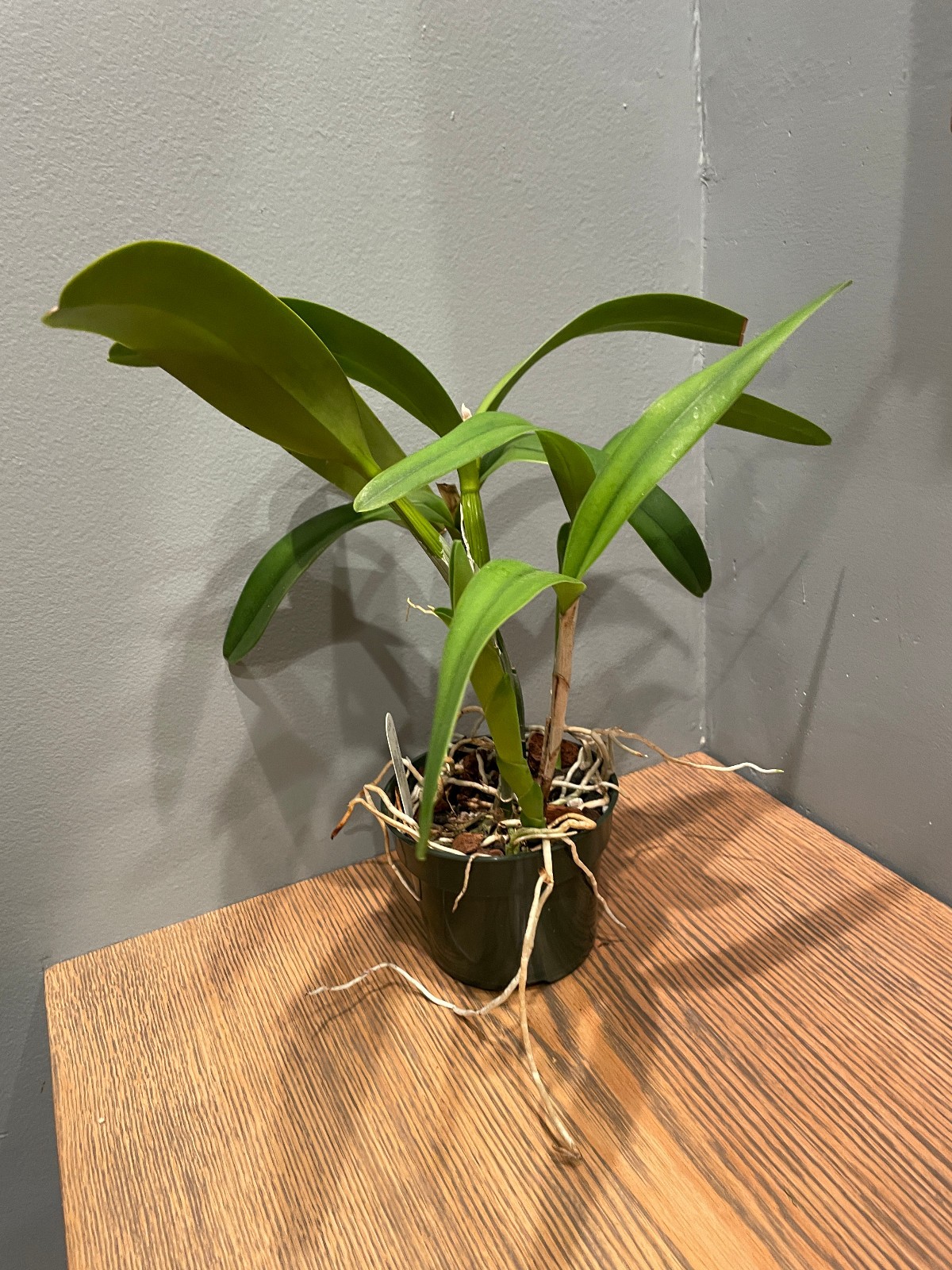 C. Hailstorm coerulea `Clyde’ Original Division Cattleya Orchid Plant