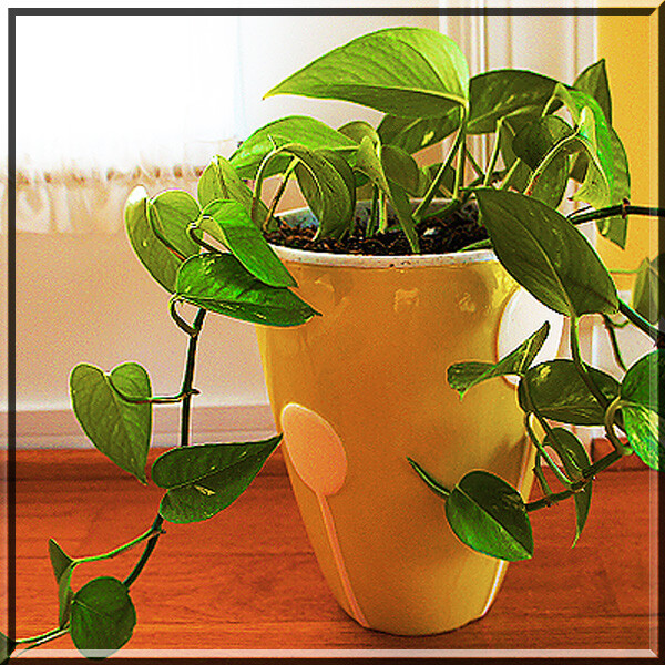 1-2 Variegated Golden Pothos Devil’s Ivy Epipremnum Aureum 2.5″ Pot Live Plant