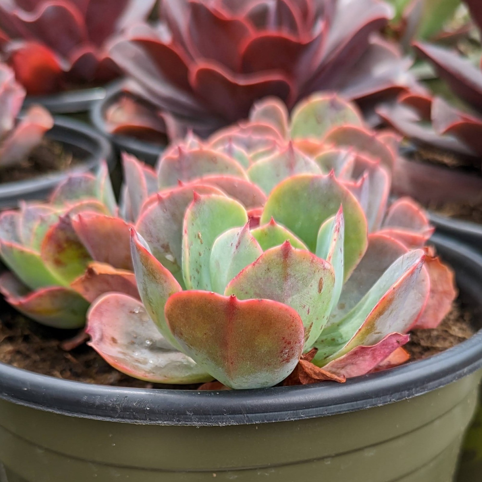Echeveria Blue Sky Live Succulent Blue Green Rosette with Pink Edges Easy 2 Grow