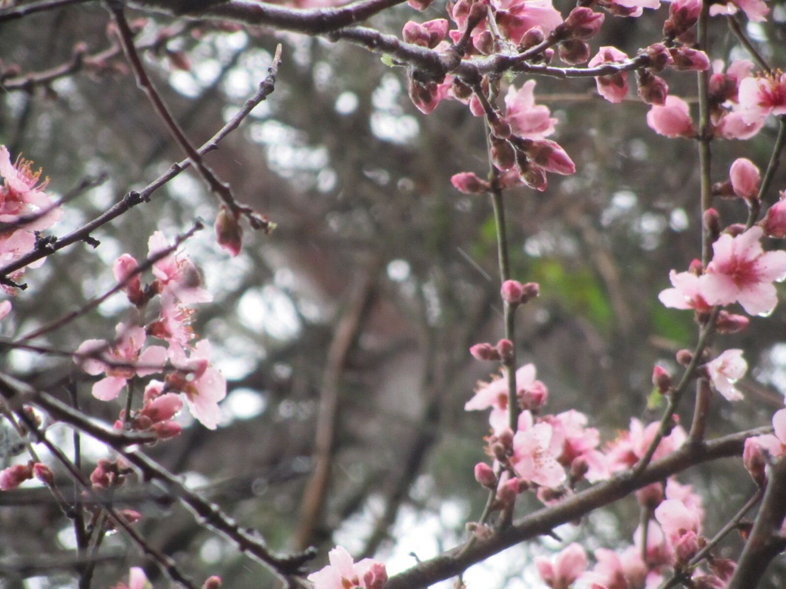 1 Peach Tree Seedling 8 – 12” tall