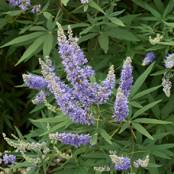 Vitex shrub potted plant from 1 to 2 ft tall now in stock