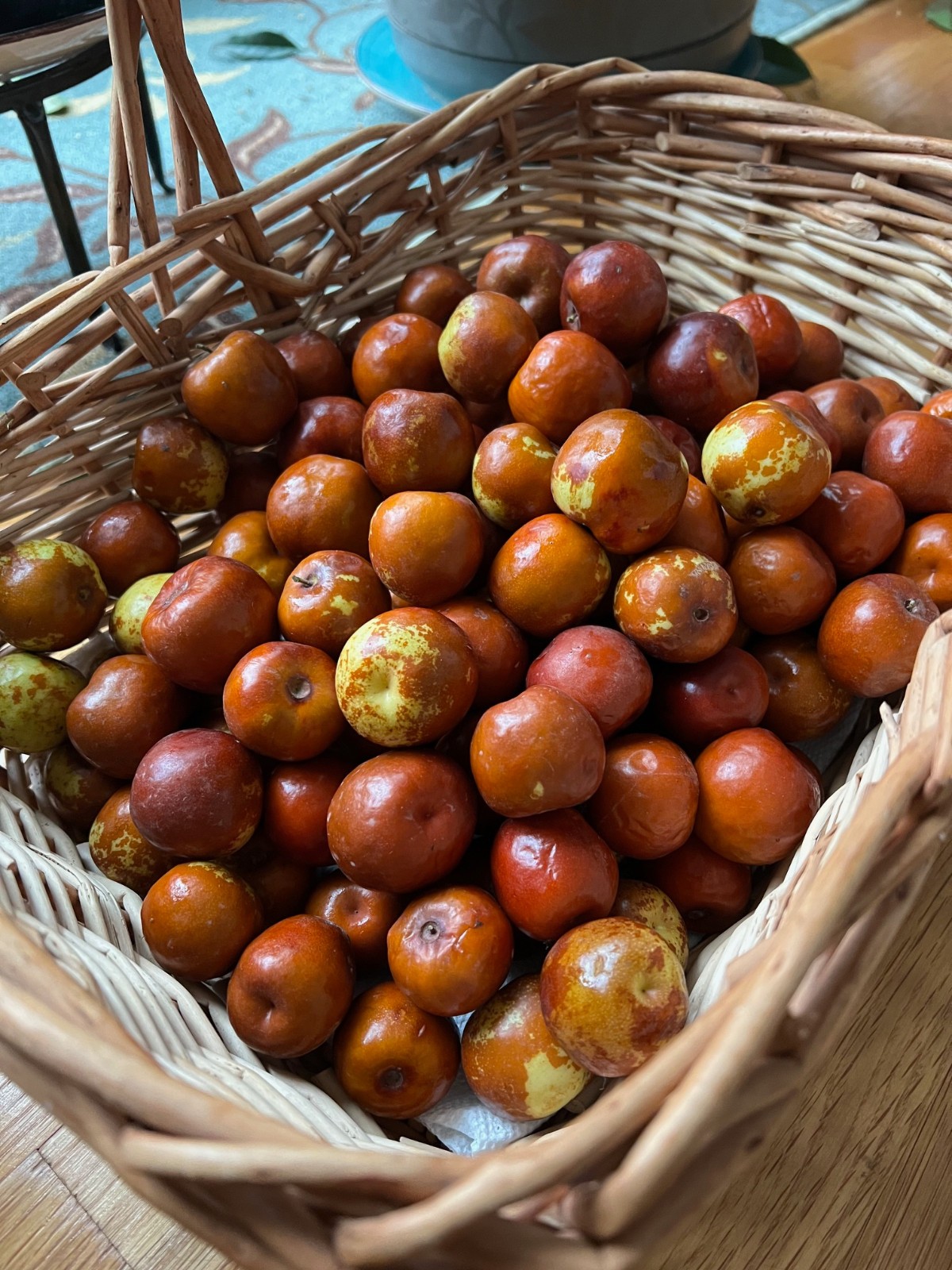 Live Winter Jujube Tree, 2Yr Old, Lot of 1 冬枣树苗, Plus Bonus