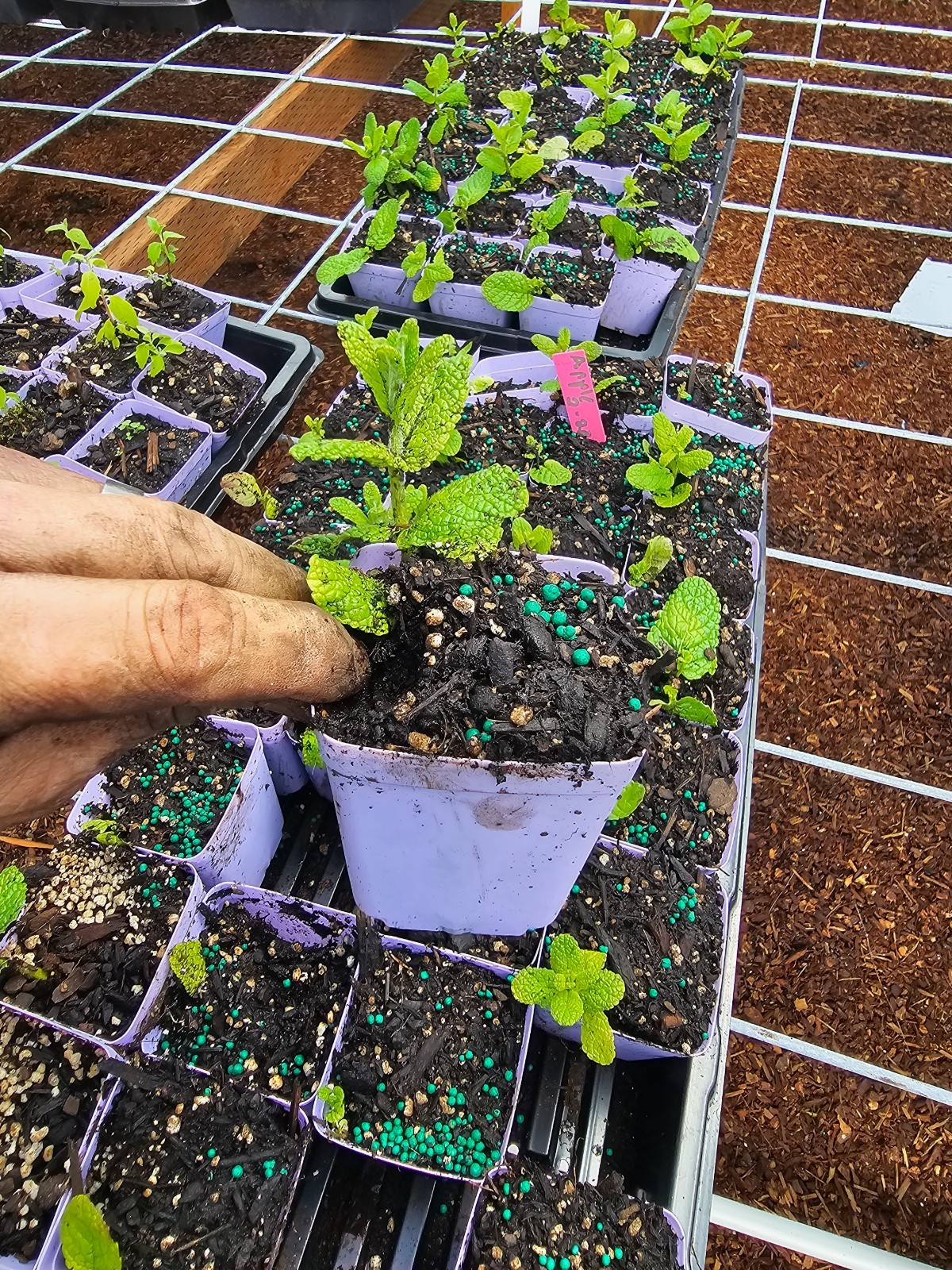 ULTIMATE 20 LOT VARIETY PACK EDIBLE LIVE MINT PLANTS 9 VARIETIES OR CUSTOMIZE