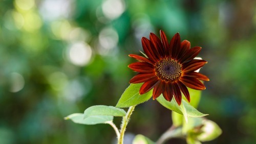 Sunflower Seeds for Planting- Vibrant Red Velvet Queen, Heirloom, Non GMO