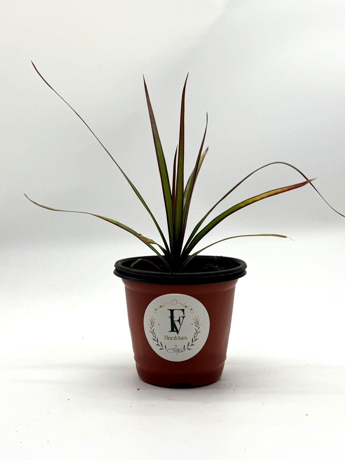 Madagascar Dragon Tree Live Plant 4″ Pot Dracaena Marginata Easy Houseplant