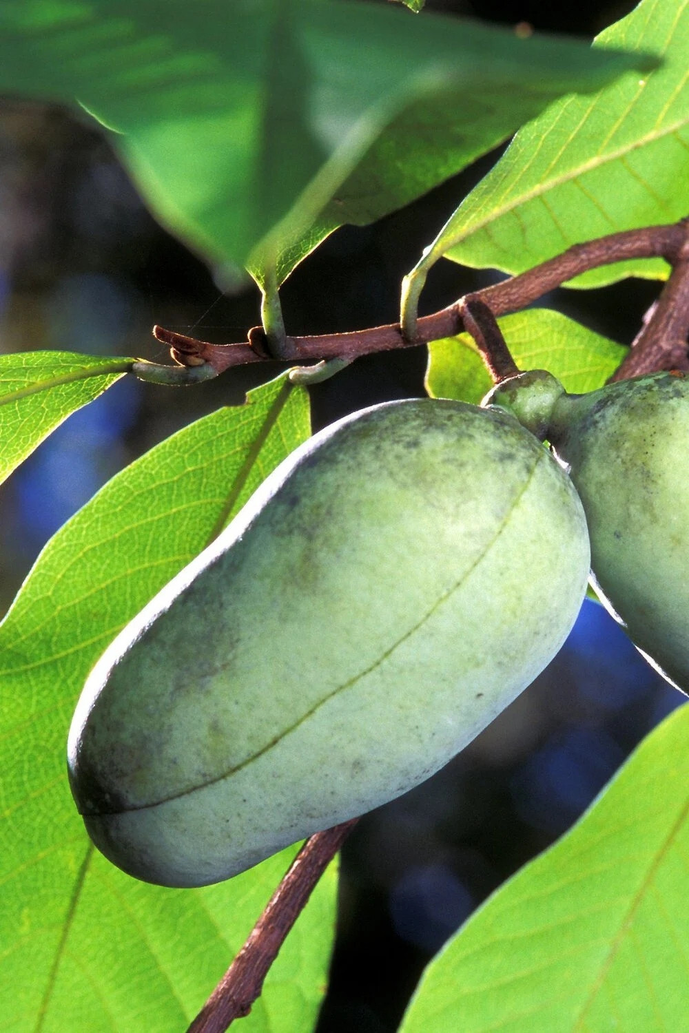 TreesAgain Potted Paw Paw tree – Asimina triloba – 3 to 5+ inches