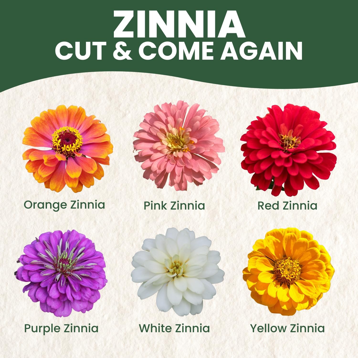 Zinnia Seeds for Planting – 16,000 Count – 4 Ounce Pouch for Gardens