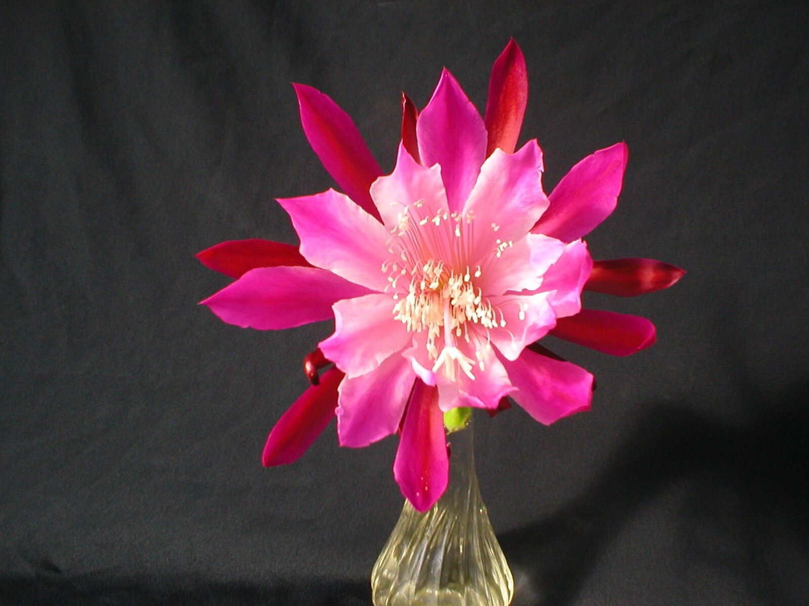 Epiphyllum, Orchid Cactus, ” BUMPKIN “, Don’s Quart pots JULY/1