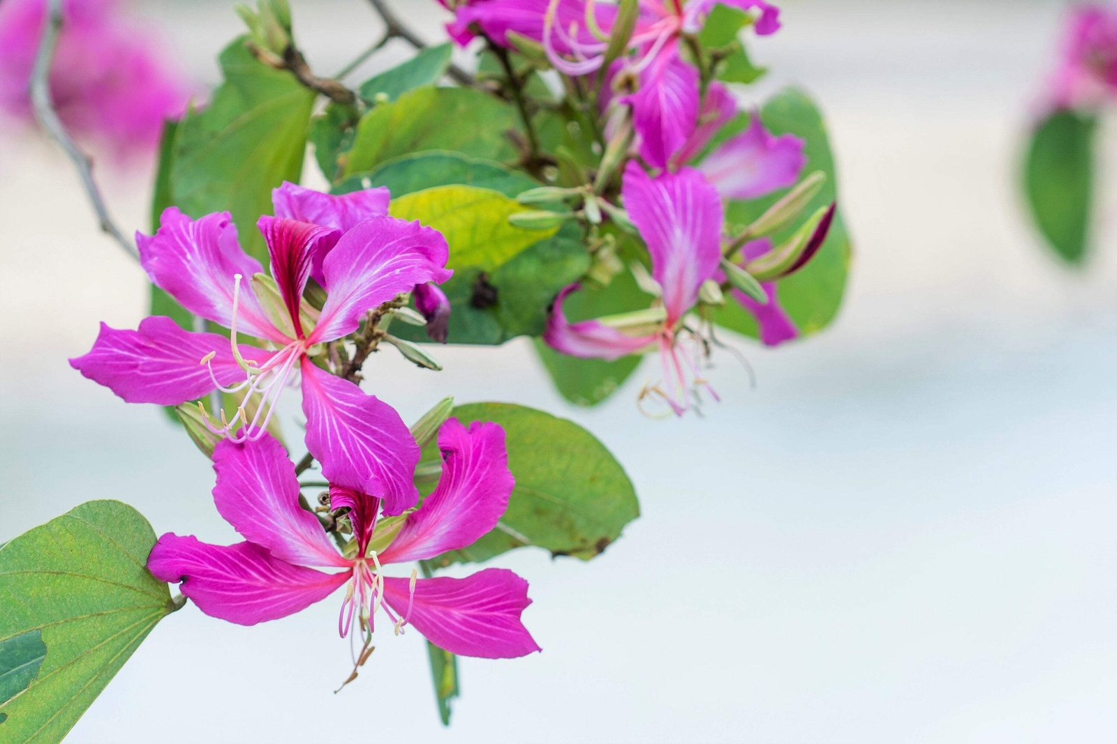 10 PURPLE ORCHID TREE Bauhinia Purpurea Camel’s Foot Butterfly Flower Tree Seeds