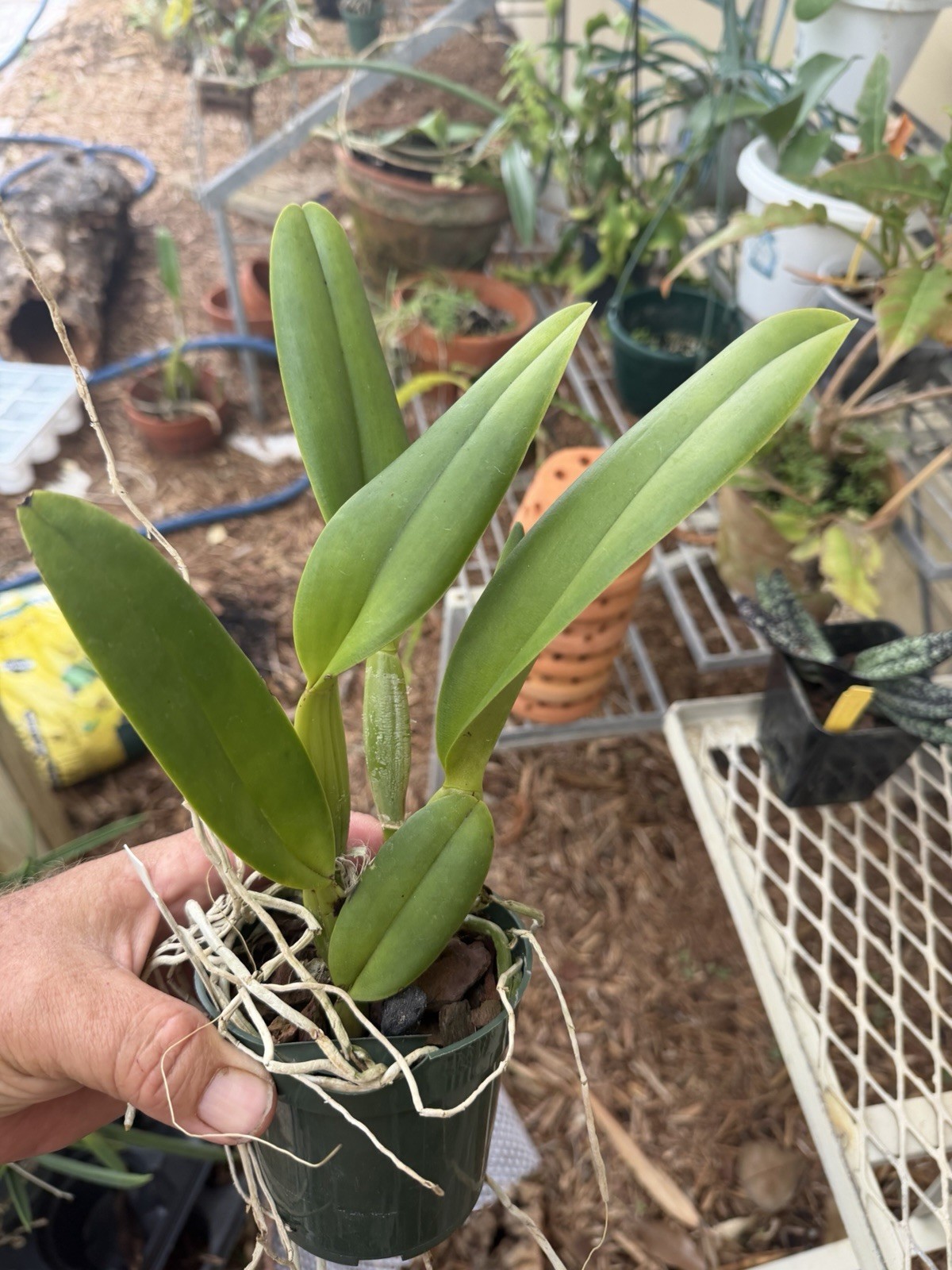 Blc George King ‘Serendipity’ Cattleya Orchid Plant 4”