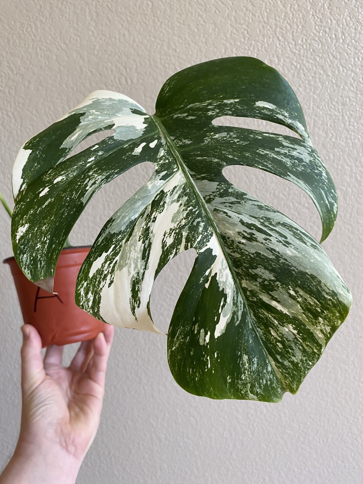 Variegated Monstera Albo Borsigiana – See Description – Available: A, B, D, E