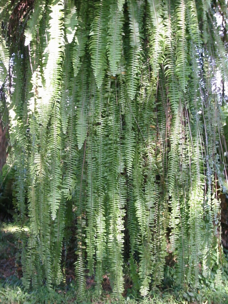 NEPHROLEPIS ACTUIFOLIA – Giant gorgeous jungle-like fern ! Tropical not staghorn